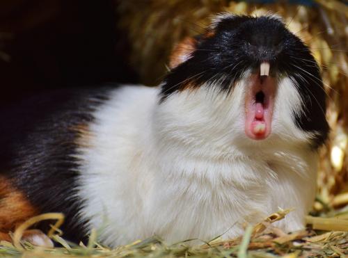 Hoe dieren geluiden ontwikkelden om met mensen te communiceren