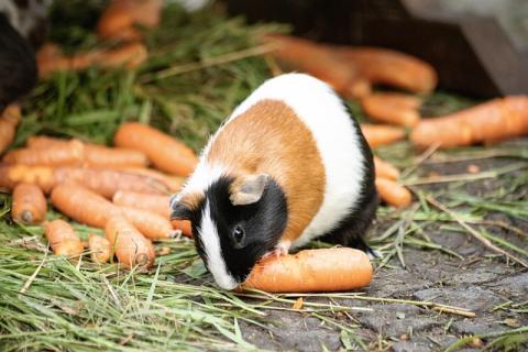 Cavia met goede verzorging