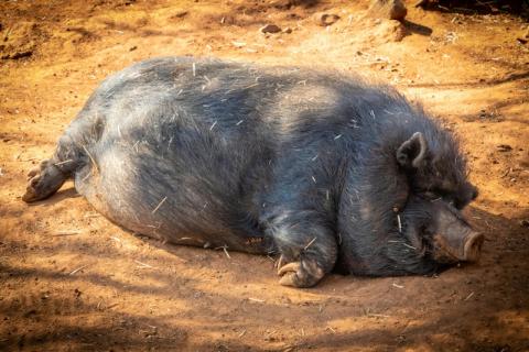 Extra zorg voor dieren in de zomer