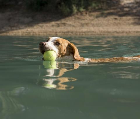 swimming dog