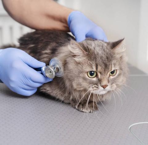 Wat is de DierenartsWijzer? Wat is de DierenartsWijzer?